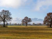 Drei Eichen auf der Heinrichwinkel Wiese mit Kampenwand und Hochplatte